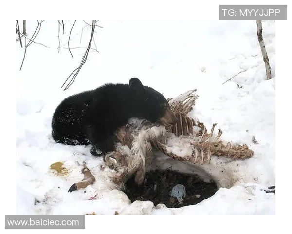 老虎大学与纽约城的激烈对决揭示了高校体育的魅力与竞争精神